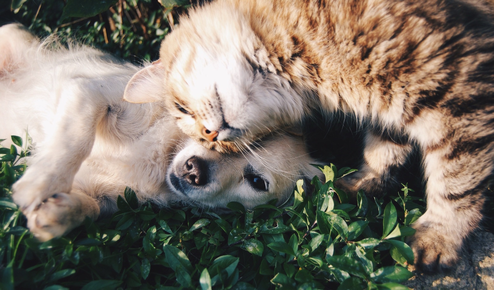 Amigos de perros y gatos