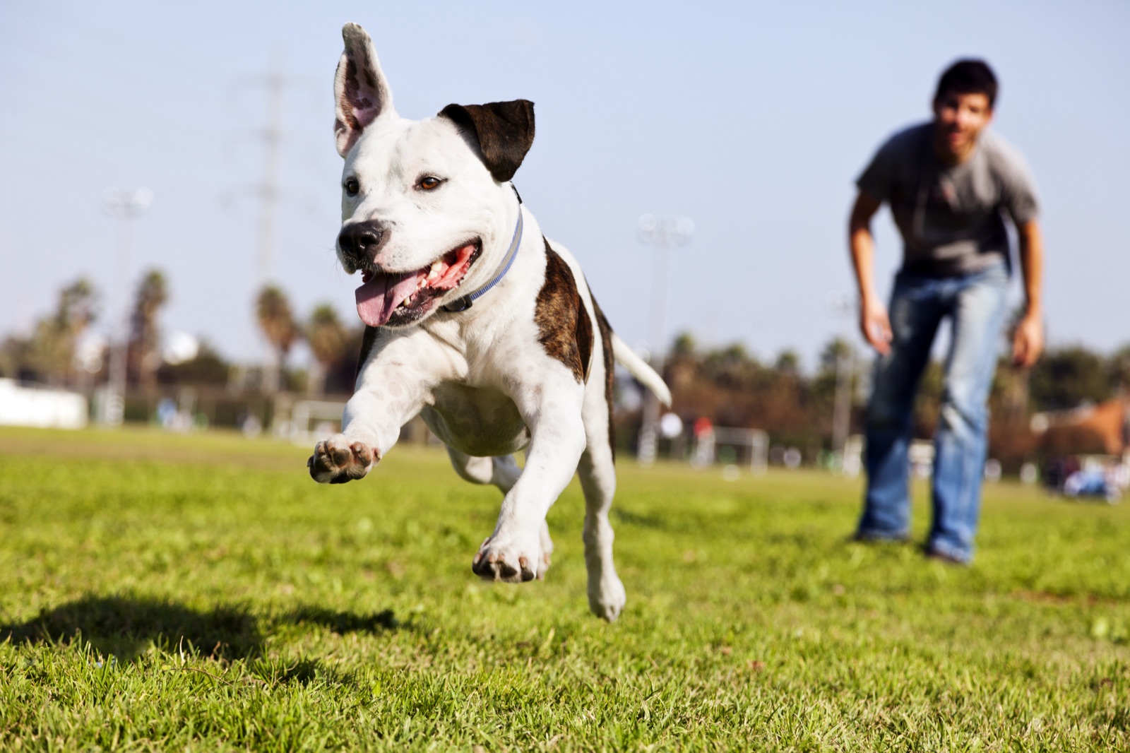 Happy Dog