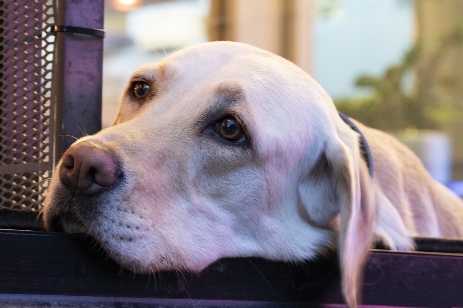bioanimal perro.jpg